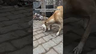 Puppy  | cute dog | dog lover | Vijay chandola | #puppy #pahaditradition #feeling #love