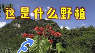 农村山脚下的这种野植，白发老奶奶说它价值高，一起了解下它的用途【农家莎妹】