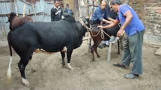 animal mating cow and buffalo meeting