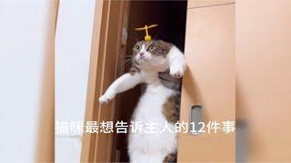 猫咪最想告诉主人的十二件事