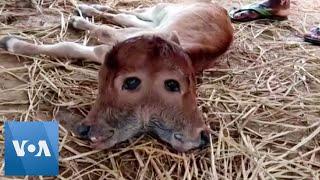 Rare Two-Headed Calf Born in Northeast India