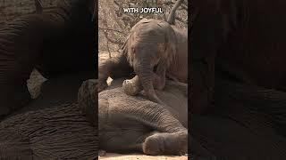 Celebrating the Biggest Babies in the Wild : Elephant Calves | Paws on the Planet