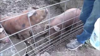 The Best Feed For Pigs Being Raised For Butcher. Fast weight gain. Happy Pigs!