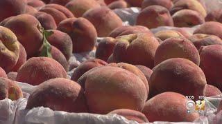 Thousands come out for 37th Annual Parker County Peach Festival despite the heat