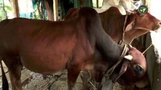 Indian Desi Cow Breed Red Sindhi