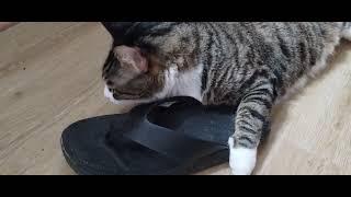 Lord Alfred Christopher Wellington the 3rd  the Cat is Angry at my Flip Flops