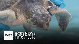 Tracking devices reveal successful sea turtle rehabilitation