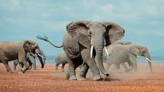 Elephants are very strong and beautiful animals.