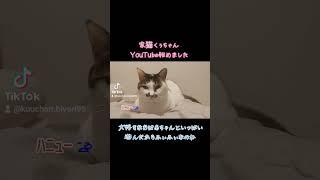 #くぅちゃんクッキング#炊飯器#簡単#猫ご飯#手作り猫ご飯#野良猫#猫#保護猫#ペット#犬#らーめん#ねこ屋食堂#味噌ラーメン#喜多方ラーメン#炒飯#チャーシュー#餃子#カシスオレンジ#みれい