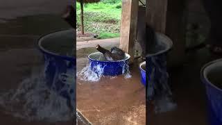 Cute Baby Elephant taking a Bath #shorts