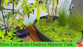 How I Set Up My 15-Gallon Outdoor White Cloud Mountain Minnow Tank