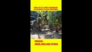 Finca 37 tareas en San Cristóbal Sembrada de Mangos y otros frutales Hato Damas #inmobiliariabrito