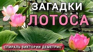 Загадочный лотос. Грязь и Жемчужина в одном