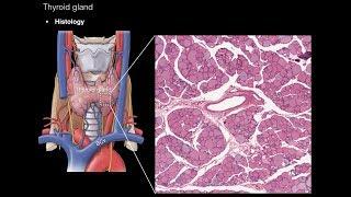 Thyroid and Parathyroid Glands