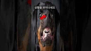 개공격 대처법 (이미 물렸다면 이방법을 쓰세요)
