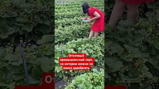 Промышленный сорт клубники для бизнеса #клубники #дача