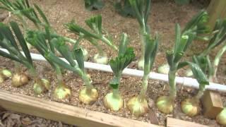 How To Grow Big Bulb Onions