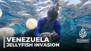 Jellyfish invasion disrupts Venezuela’s fishing and tourism