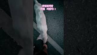 루앙프라방에서 제일처음 나를 반긴...#라오스#강아지