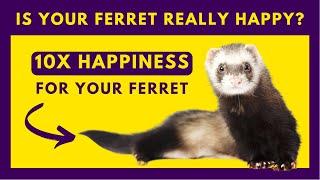 10 Tips to Keep Your Ferret Happy and Healthy