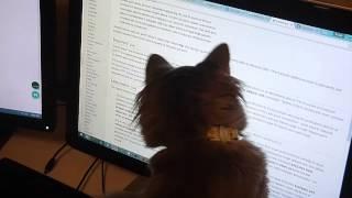 Pippin the cat vs. technology