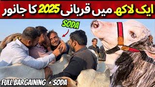 Malir Mandi New Rates Update 2025 Qurbani: Full Exposed | Karachi Cow Mandi Latest Rates Update 2025