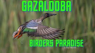 Gazaldoba A Birders Paradise