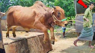 Cow Unloading  | Cow Videos | Big Cow | Cow video 2025 | Goru Hamba | Qurbani Eid collection Ep-51