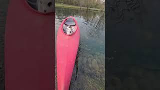 boat goat?