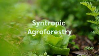 What is Syntropic Agroforestry?