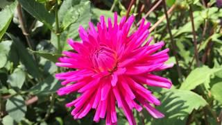 Dark Pink Dwarf Cactus Dahlia 'Park Princess' #dahlia #parkprincess #worldgardeners #gardening