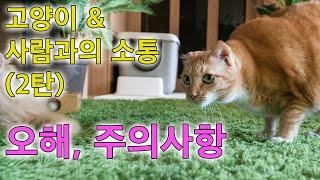 고양이와 사람간의 소통 이해하기 2탄 (주의할점과 오해들)