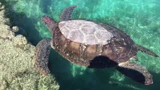 Kélonia, - Saint-Leu | Île de La Réunion 4K