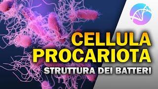 La Cellula Procariota - Struttura e funzioni dei Batteri 