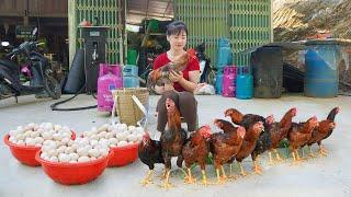 Harvest Chicken (Rooster) And Chicken Eggs Goes To Market Sell - Farm Girl | My Bushcraft