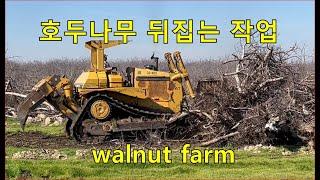 호두밭 개간하는 중장비 Walnut farm