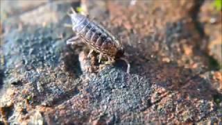 The Secret Life of Woodlice