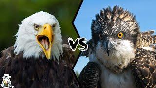 EAGLE VS OSPREY - Which is a Stronger Raptor?