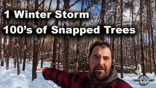 One Winter Storm Nearly Wiped Out my Entire Forest