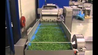 Eillert Wash 30/B - Vegetable and Salad Washing System (seen washing curly kale)