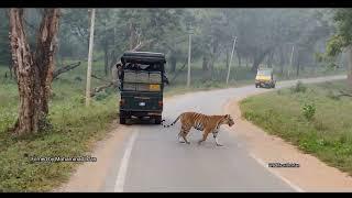 Amazing Tiger sighting from Kabini Safari.