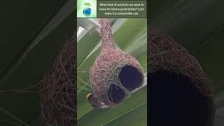 Engineers of the Earth: Nature's Innovations🪹️  #weavers #birdnest  #birdlife