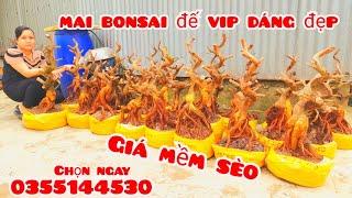 Phôi mai giảo bonsai dáng đẹp đế vip giá mềm 24/11 #chịGiang0355144530 |MaivàngThanhTâm