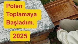 2025 İlk Polen Hasadı Yapıldı.#polen#arı poleni#arıcılık #polen toplamak#beekeeping #beekeeper