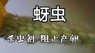 自制对付蚜虫的杀虫剂-甚至能阻止产卵的杀虫剂