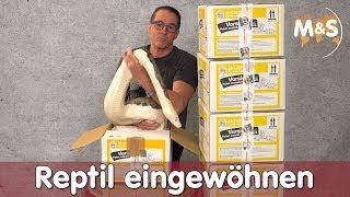 Reptil richtig eingewöhnen !? | Unboxing | Versand mit Tierspedition | Reptil TV