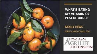 What is eating my vitamin C? Citrus Pest with Molly Keck *Webinar Series*