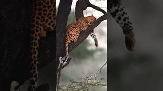 "Leopards climb trees for safety, rest, and to protect their prey—masters of the treetop realm."