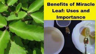 Leaf Of Life Benefits