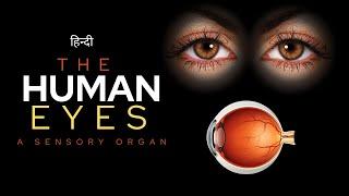 The Human Eyes - A Sensory Organ - [Hindi] - Infinity Stream
